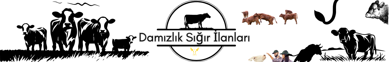 Damızlık Sığır