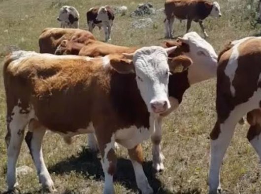 Kars Doğu hayvancılık